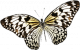butterfly-layer-1